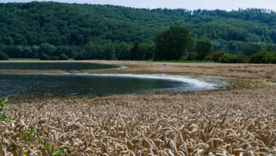 digital horizon yield edge